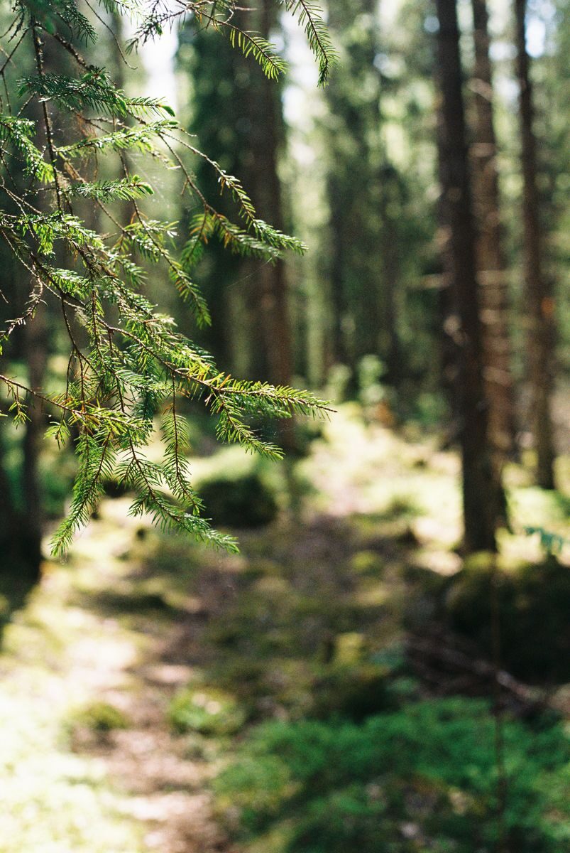 Tranquil forest path with sunlit greenery in Finland.