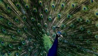 A stunning Indian Peacock showing its vibrant plumage outdoors in İzmir, Turkey.