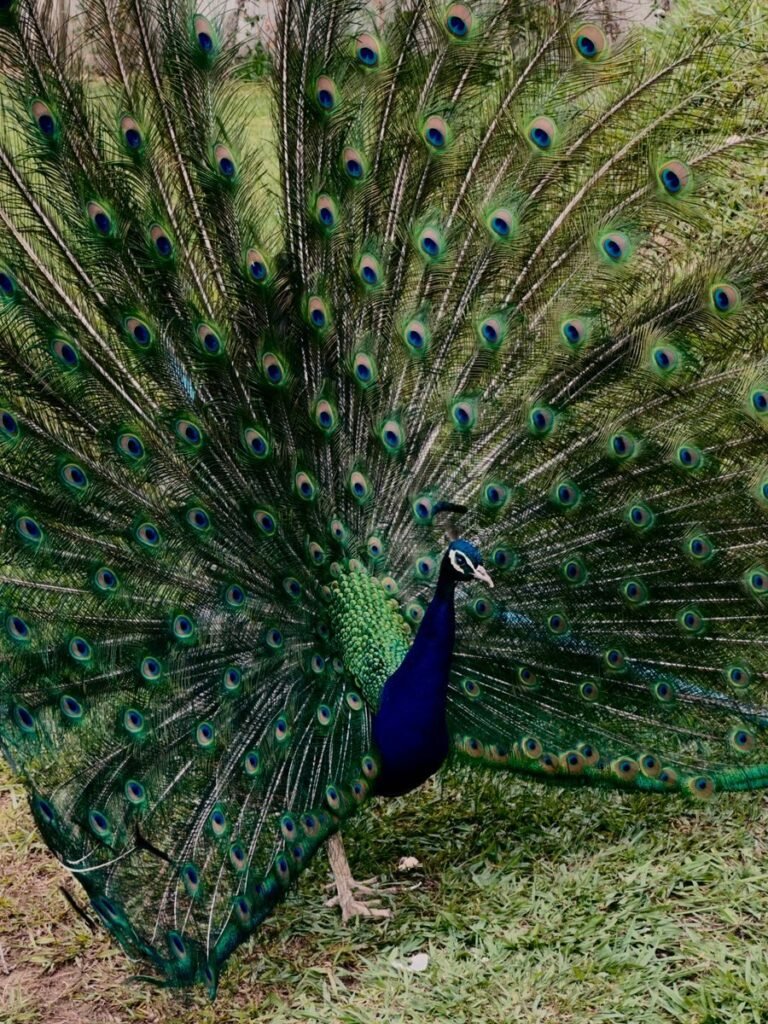A stunning Indian Peacock showing its vibrant plumage outdoors in İzmir, Turkey.