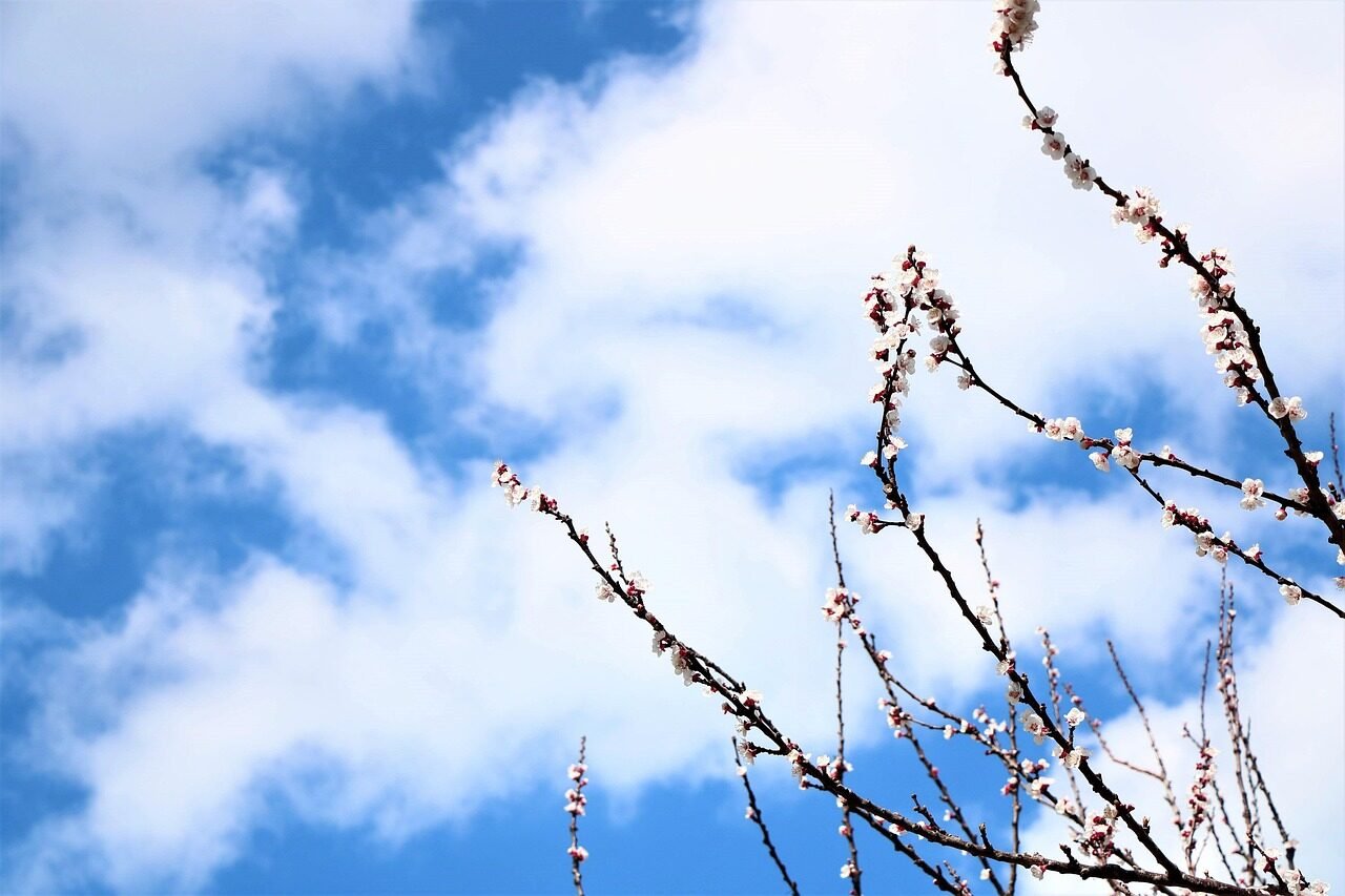 gökyüzü, sky, deniz, manzara, kiraz, çiçek, mavi, blue, bulut, flower, nature, mevsim, season, ağaç, tree, gökyüzü, gökyüzü, gökyüzü, gökyüzü, gökyüzü, deniz, deniz, manzara, manzara, manzara, manzara, manzara, çiçek, çiçek, mavi, bulut, bulut, bulut, ağaç, ağaç
