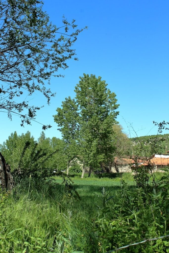 a grassy field with a train in the distance