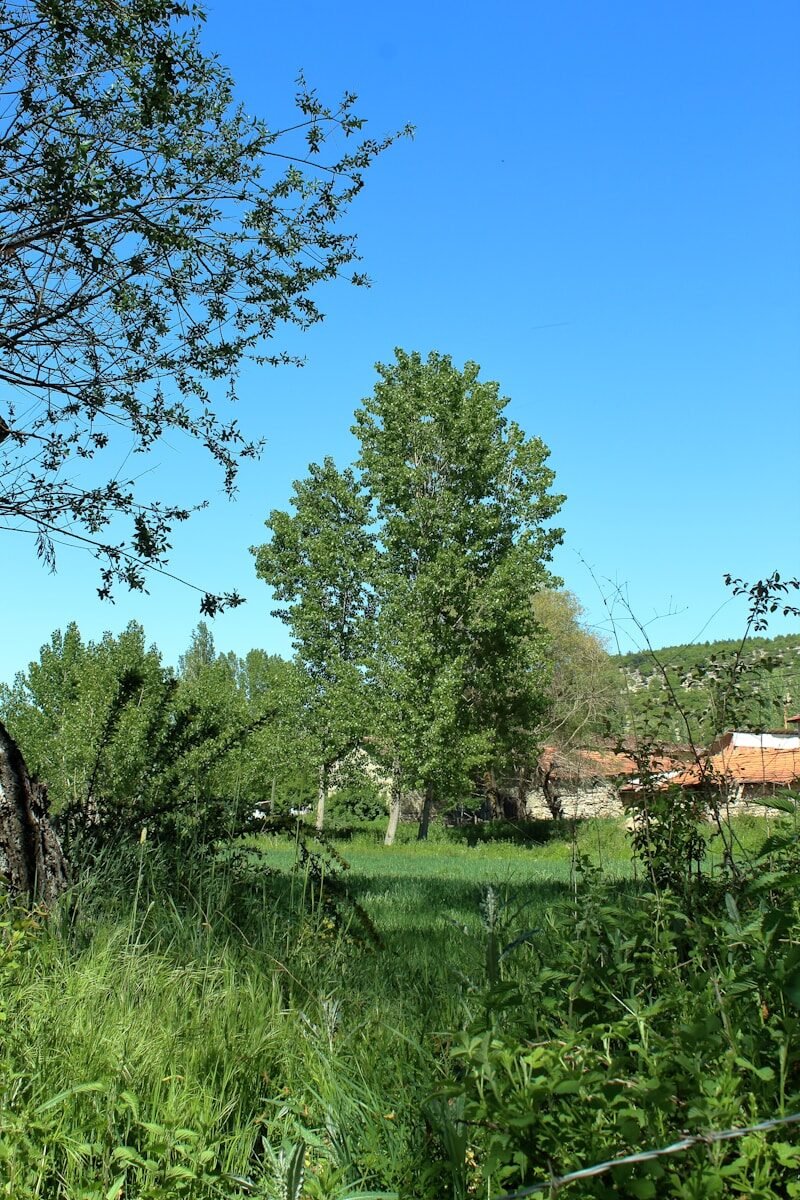a grassy field with a train in the distance