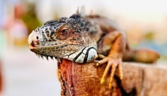 a close up of a lizard on a wooden fence