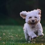 Şanlıurfa; Köpek Saldırısı 8 yaş Çocuk