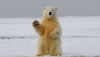 polar bear on snow covered ground during daytime