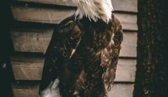 black and white eagle on black wooden fence
