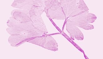 Translucent purple botanical print on a light pink background.