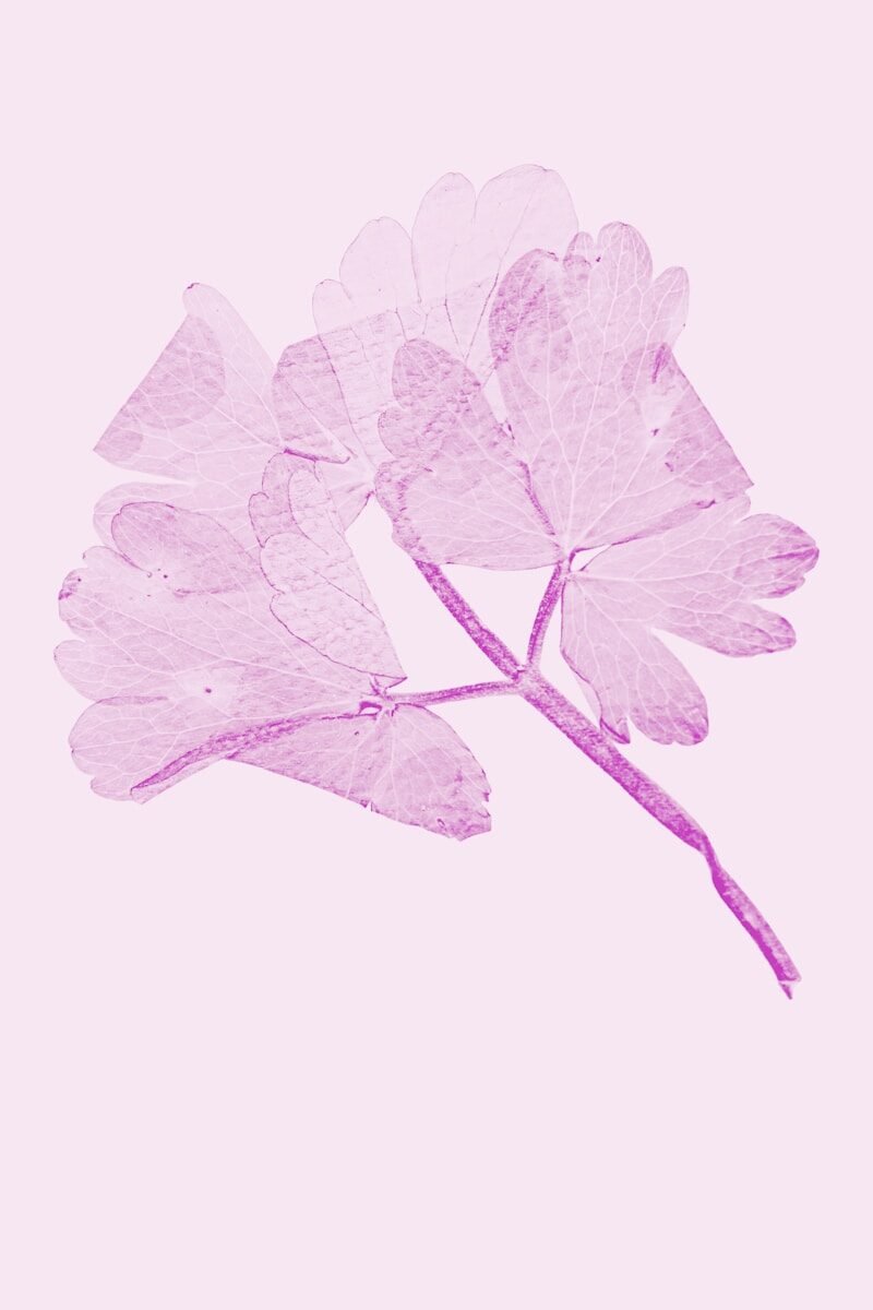 Translucent purple botanical print on a light pink background.