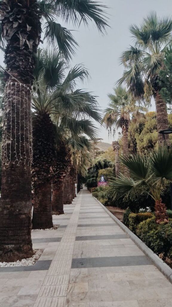 Tranquil pathway lined with tall palm trees in Manisa, Türkiye.