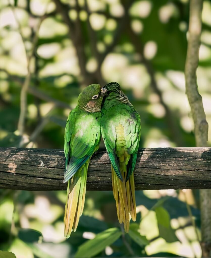 Two vibrant green parakeets perched on a branch, showcasing nature's beauty and harmony.