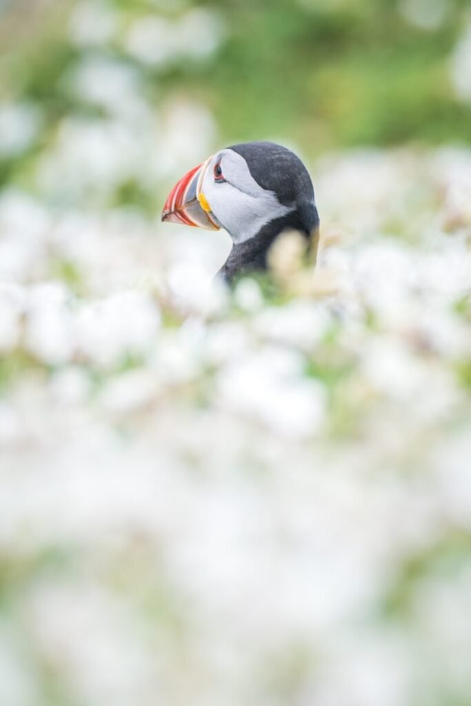 A puffin peeks out from white flowers.