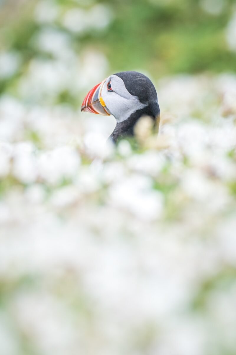 A puffin peeks out from white flowers.