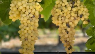 yellow round fruits on black metal fence during daytime