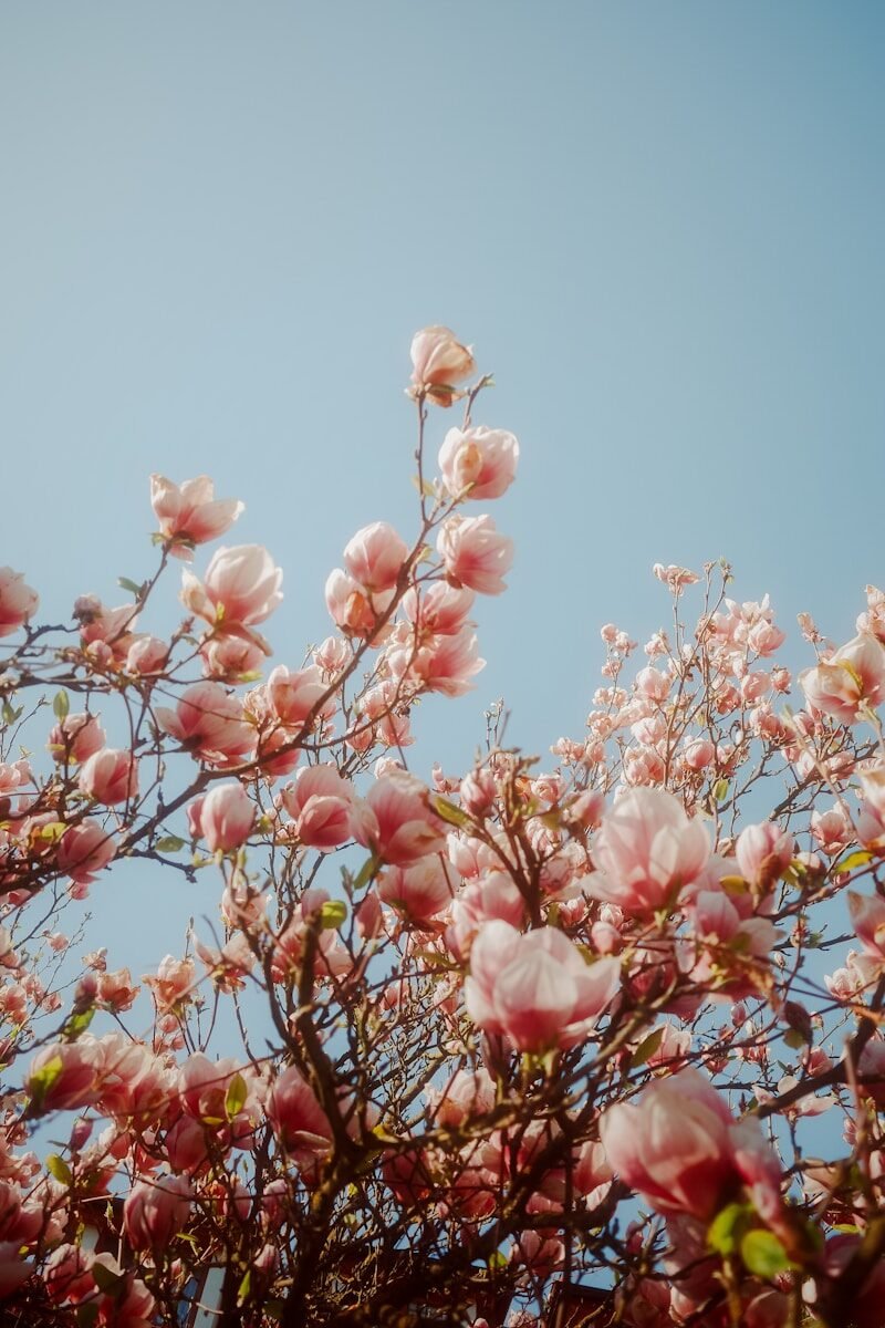 Pink magnolia blossoms against a clear blue sky