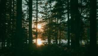 Sunset over a lake seen through silhouetted forest trees.