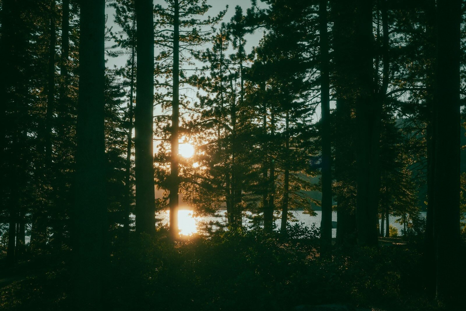 Sunset over a lake seen through silhouetted forest trees.
