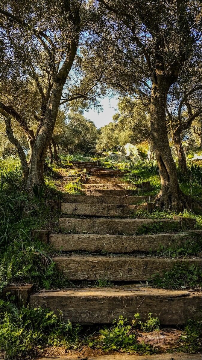 brown wooden stairs between green trees during daytime